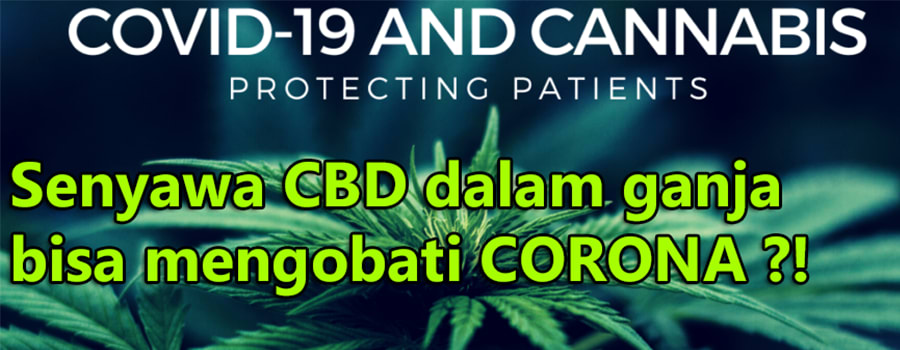 cara senyawa ganja menangkal virus corona